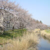 川越市問屋町の桜