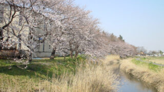 川越市問屋町の桜