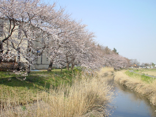 川越市問屋町の桜