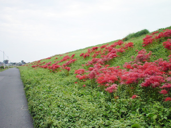 入間川の彼岸花