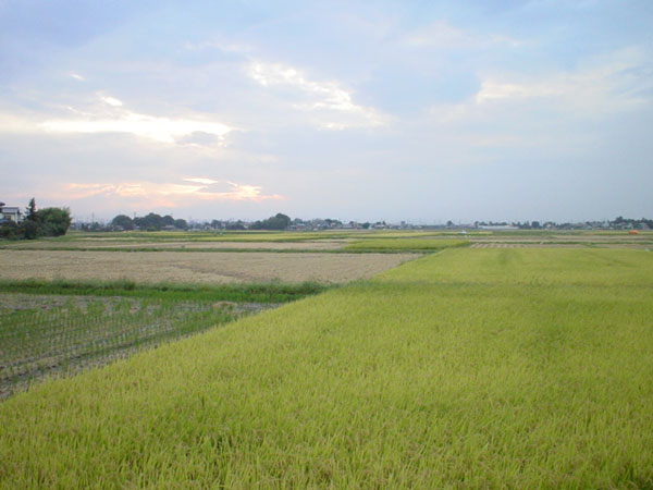 夕方の田んぼ