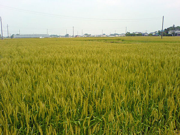 川越・麦畑