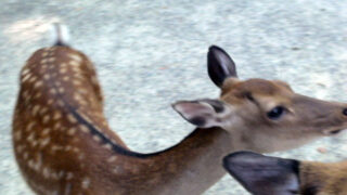 奈良公園の鹿