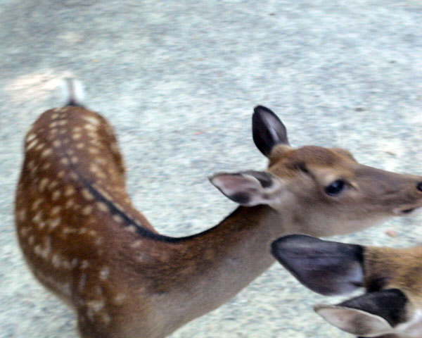 奈良公園の鹿