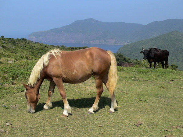 隠岐・西ノ島