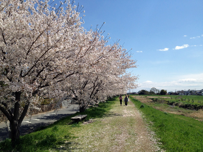 新河岸川の桜並木