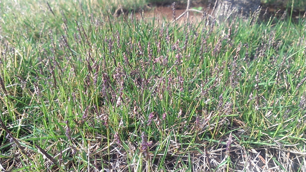 芝生の花が満開 目土を施す 編集者の郊外暮らし 自然な暮らし