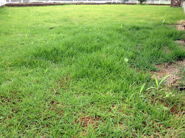 梅雨で庭の芝生がいたましい状況に 編集者の郊外暮らし 自然な暮らし