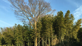 Thumbnail of post image 117