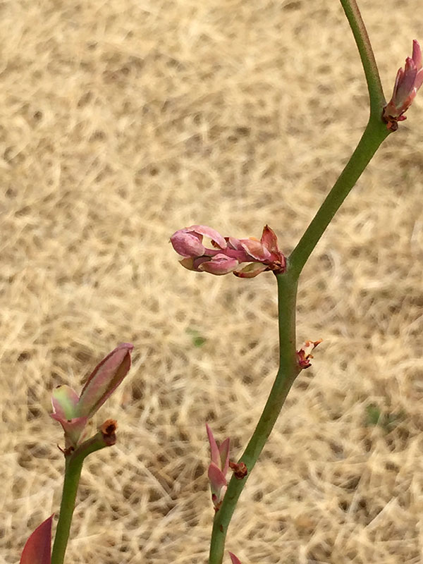 ブルベリーの芽吹き