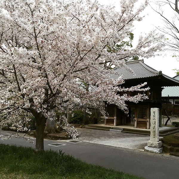 蓮光寺、雨のお花見