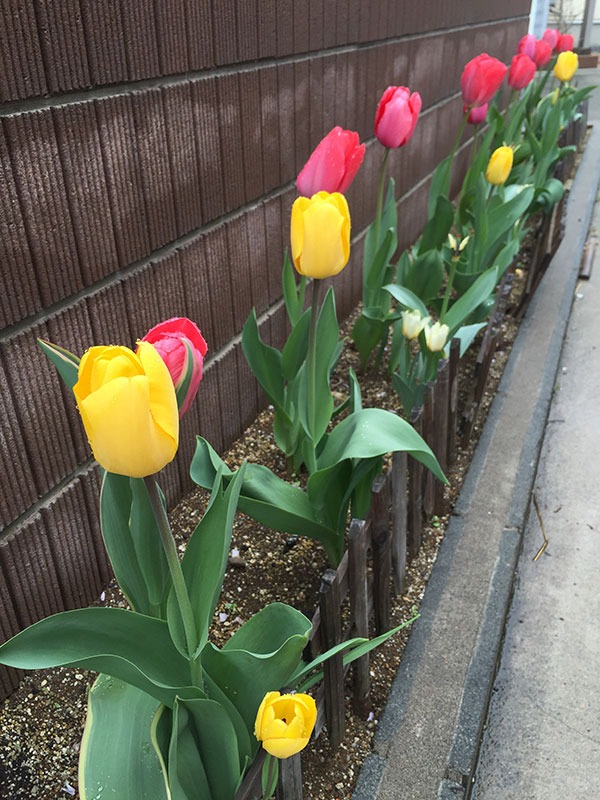 チューリップの開花