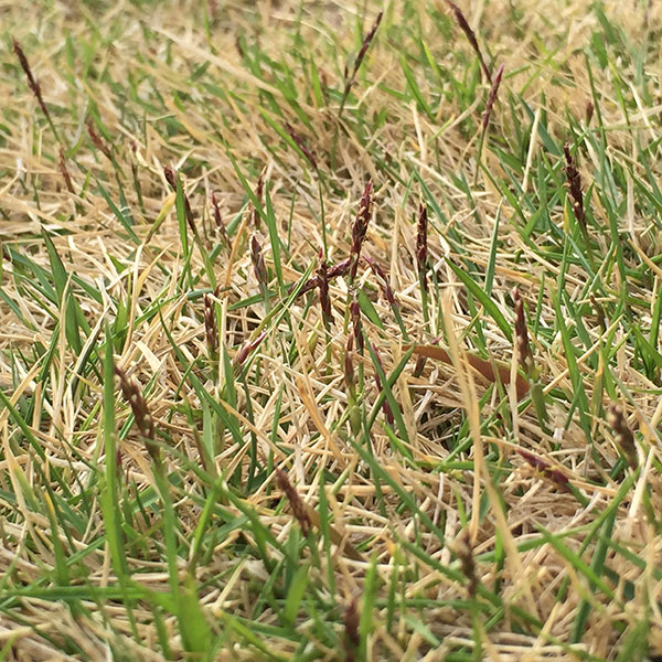 今年も芝の花が咲き始めた 編集者の郊外暮らし 自然な暮らし