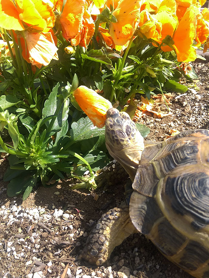 パンジーを食べるリクガメ