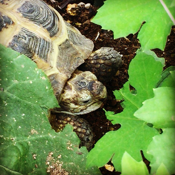 ゴーヤーの葉を食べるリクガメ