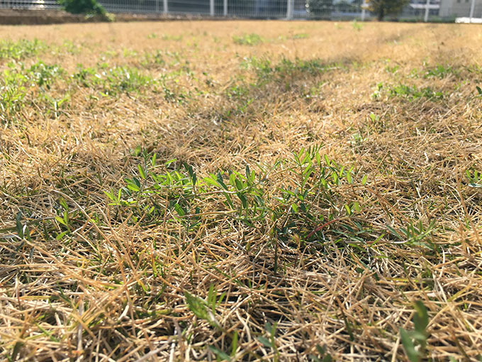 芝生の雑草