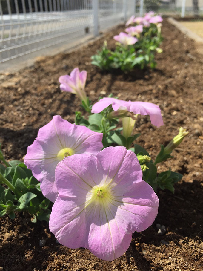 休ませていた花壇にペチュニアを植える 編集者の郊外暮らし 自然な暮らし