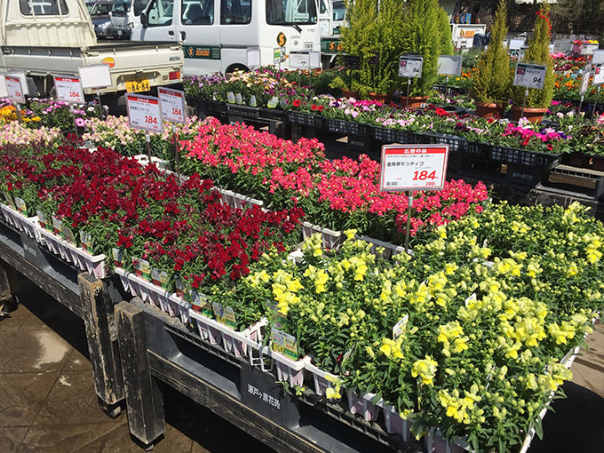 休ませていた花壇にペチュニアを植える 男 50代 編集者のシンプルライフ