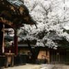 金王八幡宮の桜