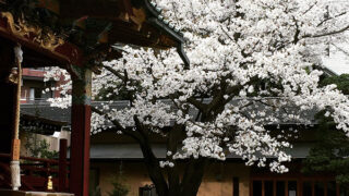 金王八幡宮の桜