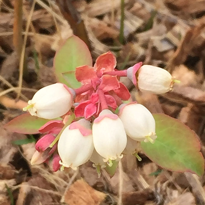 ブルーベリーの花