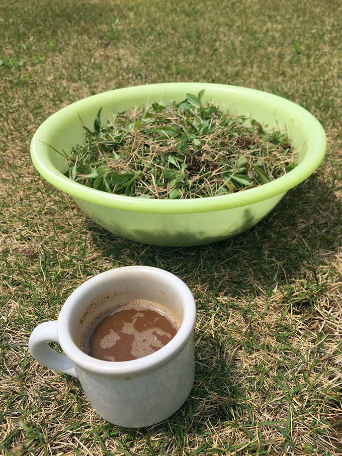 芝生の草むしり