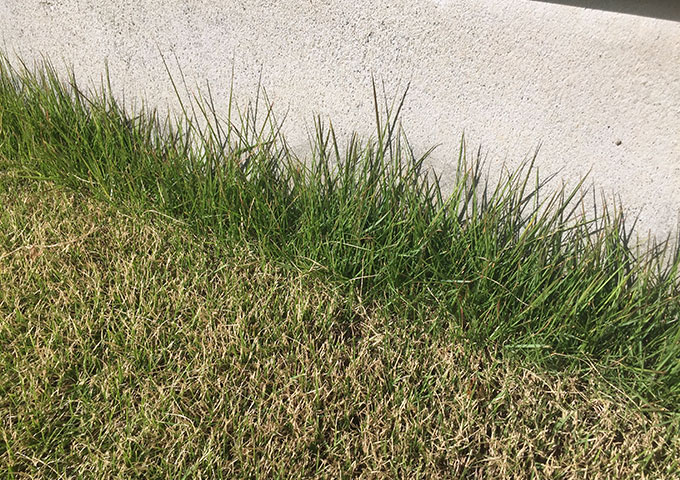 芝生の際の刈り込み