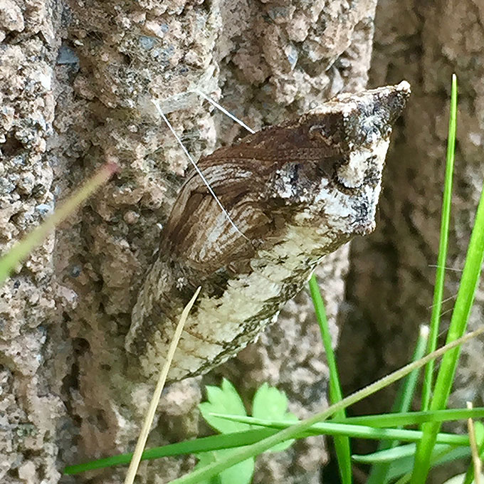 さなぎ