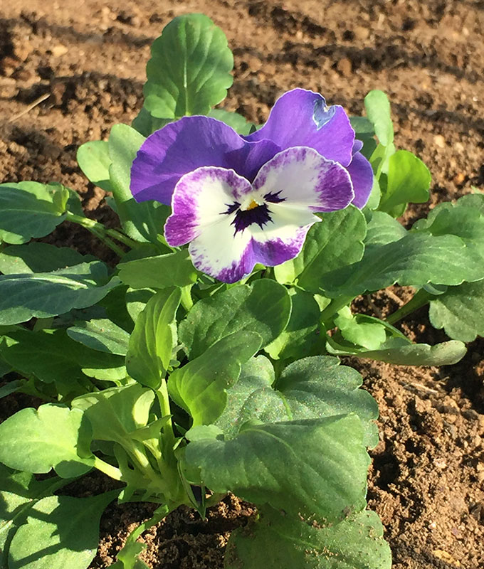 この秋冬シーズン 花壇の主役はビオラにした 編集者の郊外暮らし 自然な暮らし