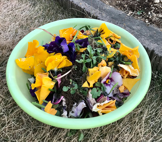 パンジーの花がら摘み