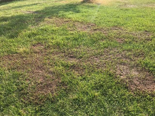 芝の穂が例年以上に満開 芝生に目土を入れる 編集者の郊外暮らし 自然な暮らし