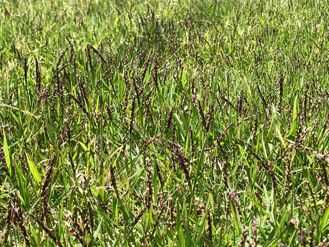 芝の穂が例年以上に満開 芝生に目土を入れる 編集者の郊外暮らし 自然な暮らし