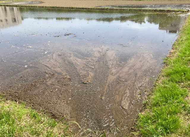 田んぼの水入れ