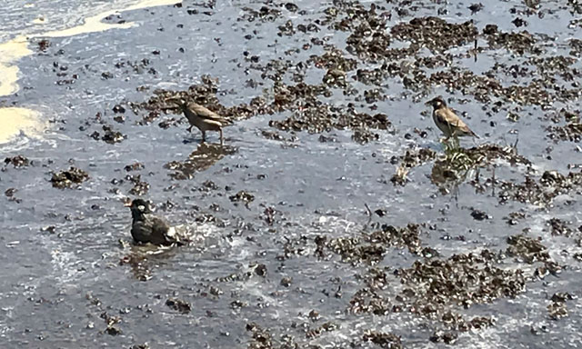 ムクドリの水浴び