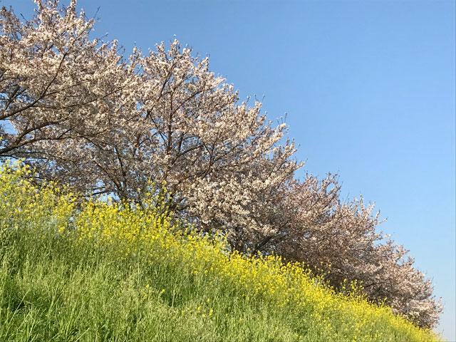 桜と菜の花が咲く新河岸川の土手