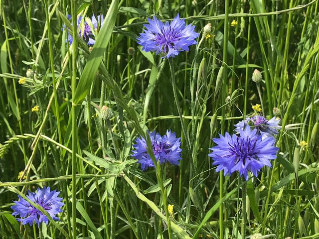 青紫色のヤグルマギクの花は 5月の新河岸川の脇役 編集者の郊外暮らし 自然な暮らし