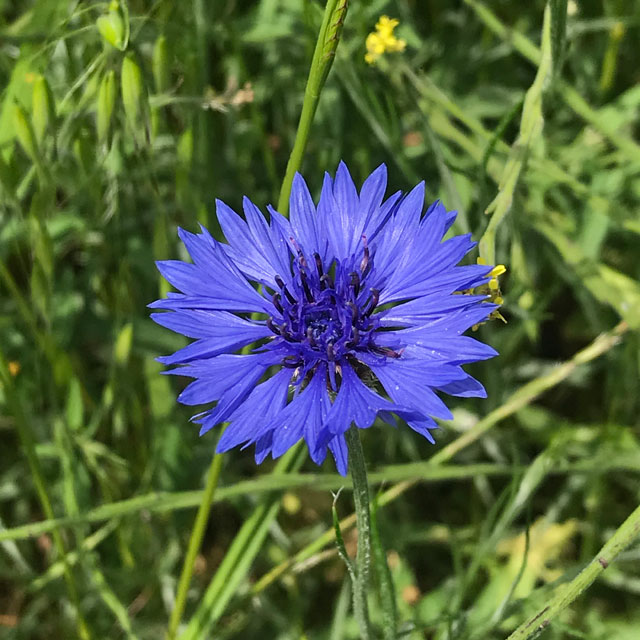 青紫色のヤグルマギクの花は 5月の新河岸川の脇役 編集者の郊外暮らし 自然な暮らし