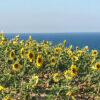 ヒマワリの種蒔き。黒海沿岸のヒマワリ畑を目指す