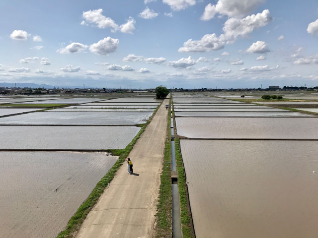 水入れ時期の川越市古谷本郷