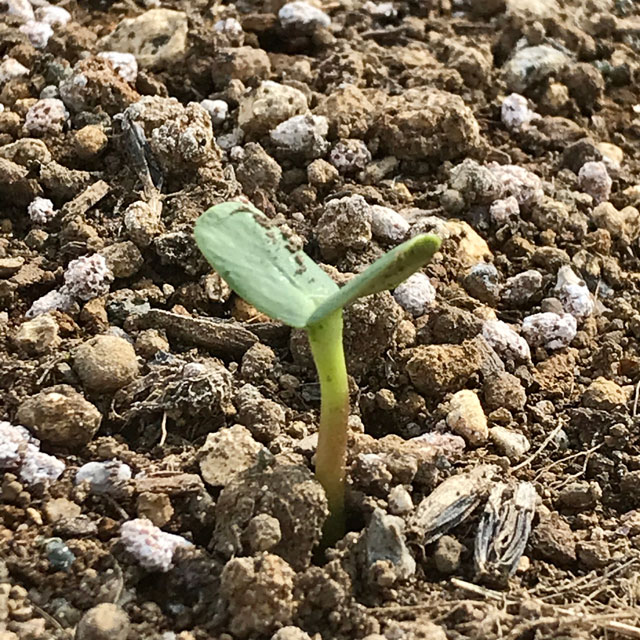 ヒマワリ 種を蒔いてわずか3日で発芽 編集者の郊外暮らし 自然な暮らし