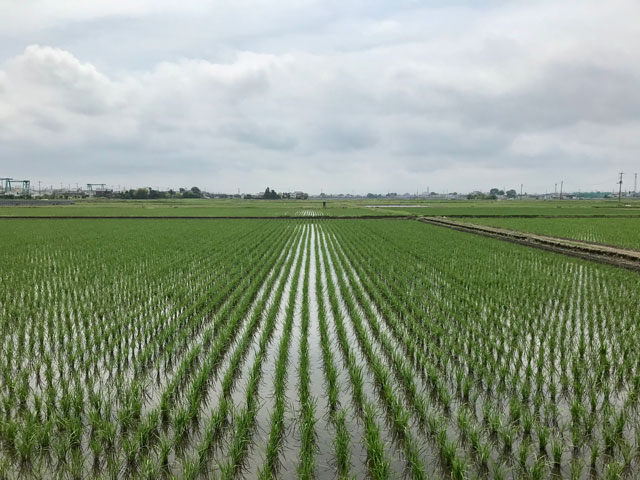 川越市久下戸の田んぼ