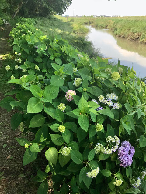 アジサイ（ふじみ野市川崎）