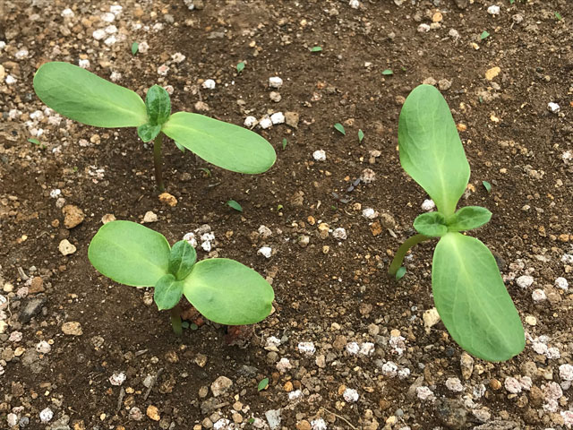 庭に植えたヒマワリ 双葉から本葉へ 編集者の郊外暮らし 自然な暮らし