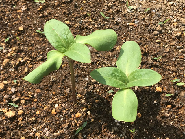 庭に植えたヒマワリ 双葉から本葉へ 編集者の郊外暮らし 自然な暮らし