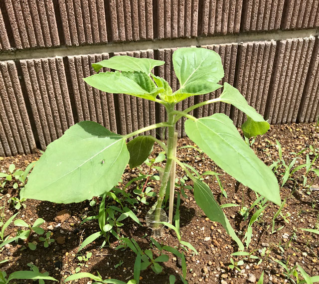 ヒマワリの折れた茎 割り箸とセロテープで治療 編集者の郊外暮らし 自然な暮らし