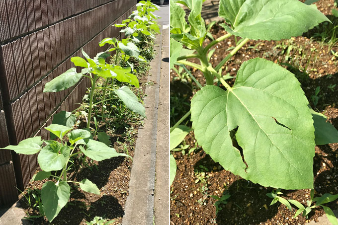 ヒマワリの葉、虫食い