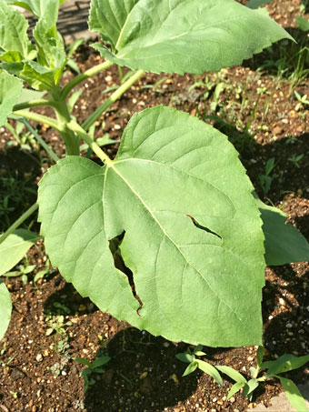 ヒマワリの葉、虫食い