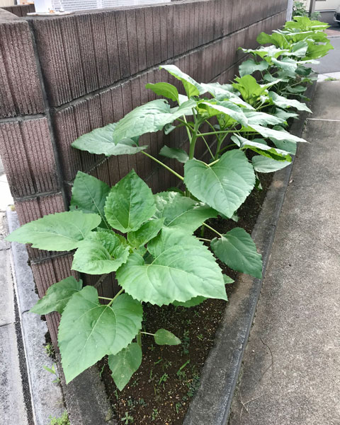 梅雨のヒマワリ