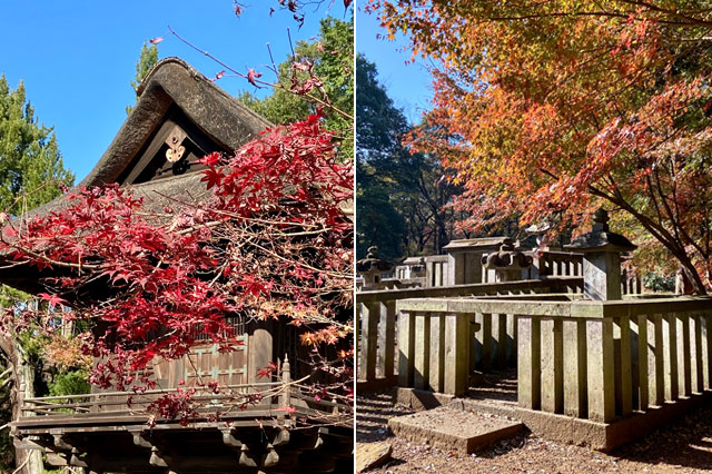 紅葉の平林寺