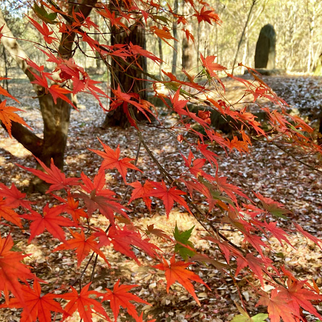 紅葉の平林寺